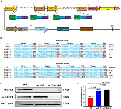 Ae1/Sbe1 maize-derived high amylose improves gut barrier function and ameliorates type II diabetes in high-fat diet-fed mice by increasing Akkermansia